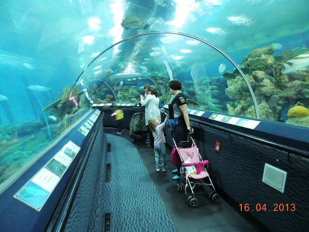 Океанариум шанхай. Шанхай океанариум. Океанический аквариум в Шанхае. Акваториум. Шанхайский океанариум фото.