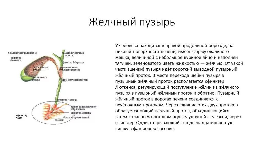 Желчный пузырь глаза