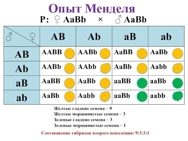 1 Закон Менделя решетка Пеннета. 2 Закон Менделя решетка Пеннета. 1 Закон Менделя опыт. Дигибридное скрещивание 1 закон Менделя. Скрестили желтые семена гороха с зелеными