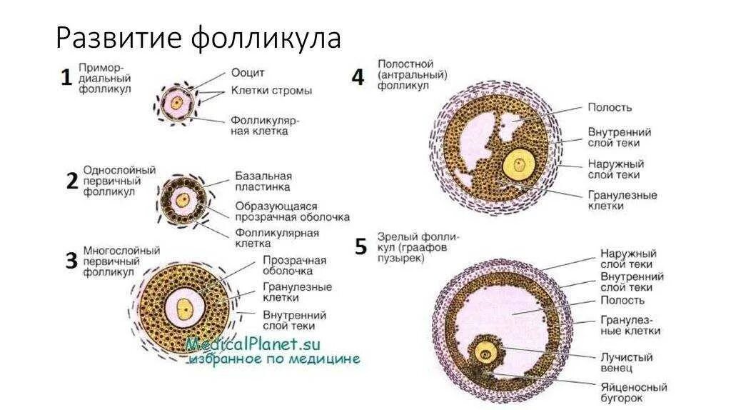 Находится в фолликуле. Строение первичного фолликула яичника. Строение фолликула яичника. Строение яйцеклетки фолликулярные клетки. Фазы созревания яйцеклетки схема.