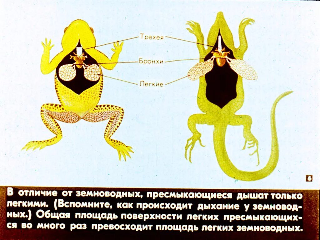 Отличие рептилий от земноводных. Легкие амфибий. Легкие амфибий и рептилий. Различие легких земноводных и пресмыкающихся. Различия амфибий и рептилий.