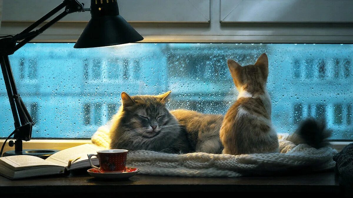 Подхожу к окну и вечер. Кот на окне. Кот на окне уют. Уютные коты. Уютного вечера.
