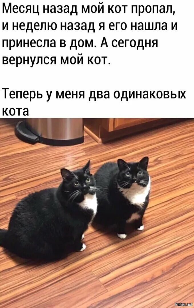 Теперь кота. Теперь у меня два одинаковых кота. анекдоты про наташу и котов. наташа и кот юмор. юмор с котиками наташа.