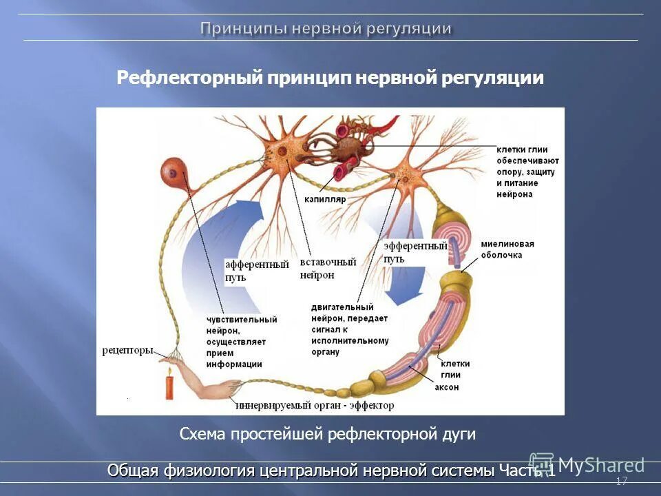 сеченова, и. рефлекторный принцип функционирования нервной системы. рефлекторный принцип работы цнс. рефлекс принципы рефлекторной деятельности. рефлекторный принцип деятельности нервной системы схема.