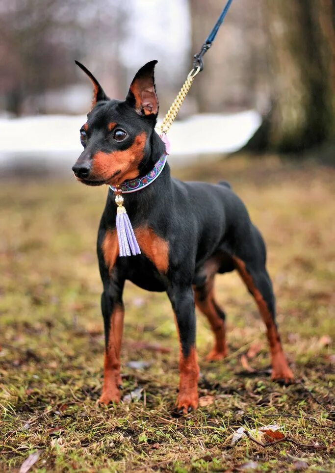 Собачья порода доберман. Доберман короткошерстный. Доберман бойцовская. Доберман и доберман пинчер. Доберман породы собак.