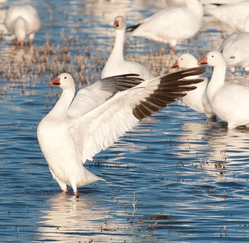 Lesser Snow geese Snow goose, Snow goose hunting, Duck pictures
