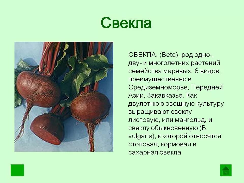 Культурные растения и их сородичи читать. Сообщение о культурном растении. рассказ о культурном растении. свекла культурное растение. описание культурного растения.
