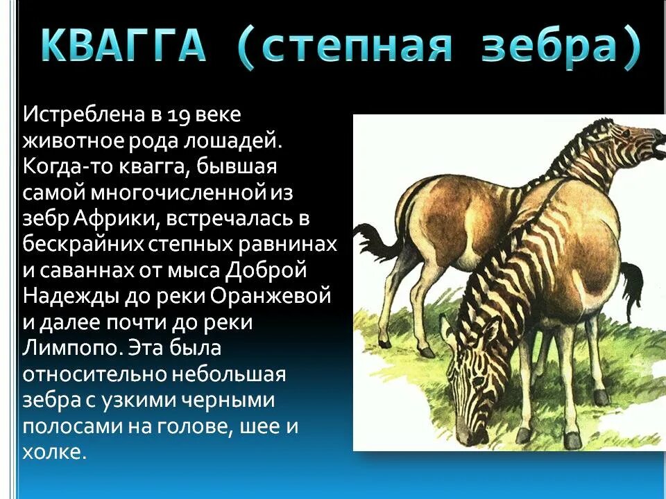 Практическая работа исследование остатков вымерших животных. Вымершие животные зебра квагга. зебра квагга красная книга. сообщение о зебре квагга. сообщение о вымерших животных квагга.