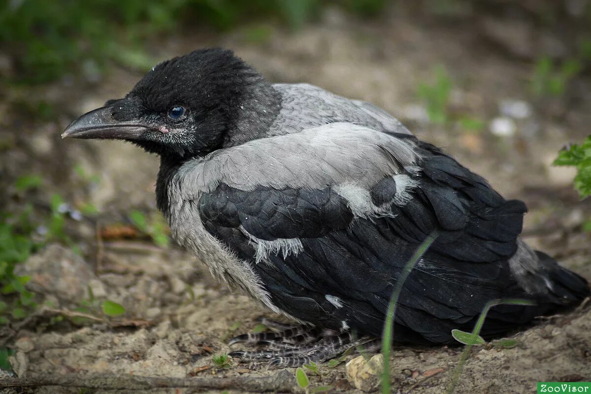 серая ворона слеток. вороненок птенец вороны. грачонок птенец. вороненок слеток. слеток ворона вороненок.