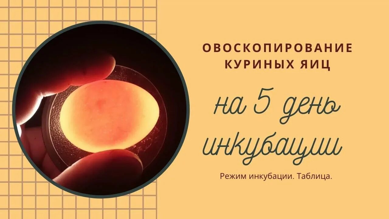 Инкубация куриных яиц овоскопирование. Инкубация куриных яиц овоскопирование по дням. овоскопирование гусиного яйца на 5 сутки. 5 день инкубации куриных яиц овоскопирование. овоскопирование индюшиных яиц.