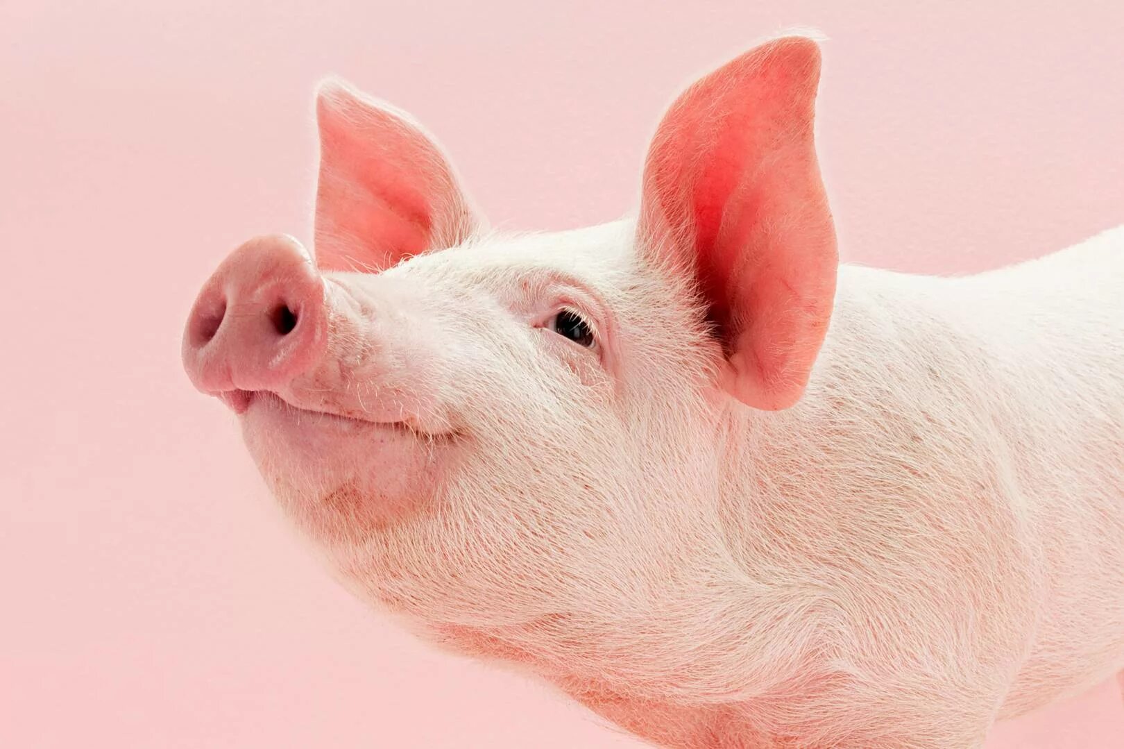 Свинка посмотри. Свинья. Поросенок. Фото свиньи. Розовая хрюшка.