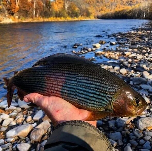 Черный хариус. Черный байкальский хариус. Grayling. Белый байкальский хариус. Хариус европейский и сибирский.