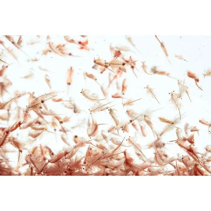 вырасти живых рачков. набор опытов выращивание рачков. набор вырасти рачков. питомец юрского периода рачки артемия. набор qiddycome вырасти живого рачка.