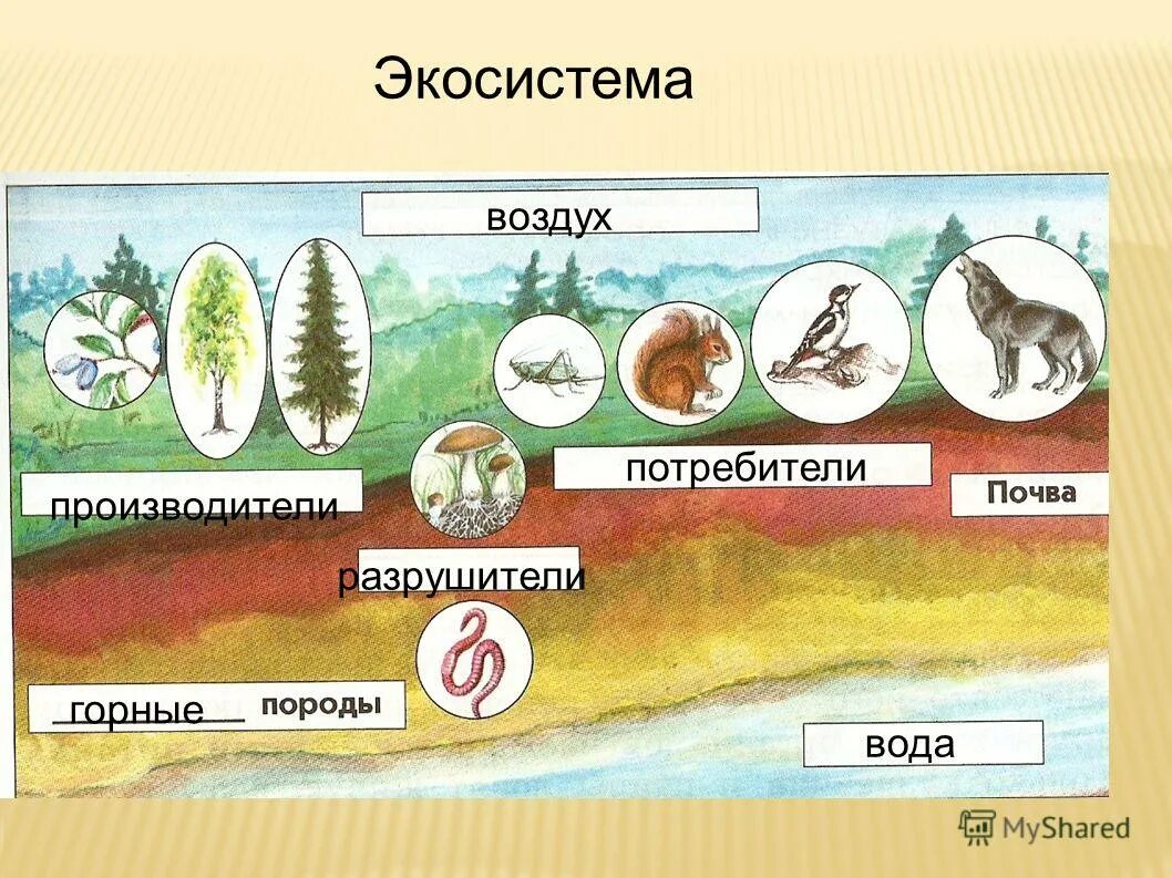 Экосистема. Сообщество живых организмов. Экосистема это в экологии. Производители, потребителиhfpheibntkb.