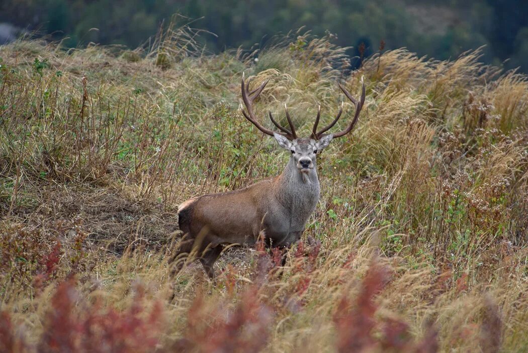 стадо косуль. вес оленя. европейская косуля. сколько олене. стая оленей.