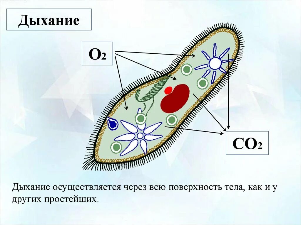 Какую функцию инфузории туфельки выполняет сократительная вакуоль. Инфузория туфелька дыхание. Дыхание инфузории туфельки 7 класс биология. Сократительные вакуоли инфузории туфельки. Дыхательная система одноклеточных.