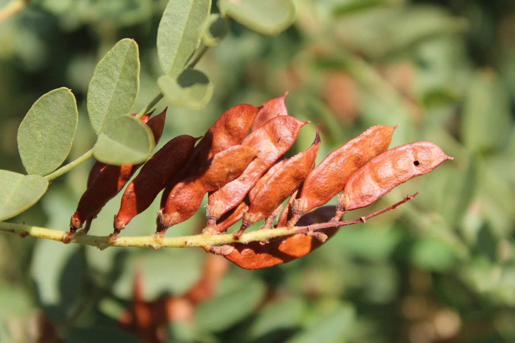 Солодка Glycyrrhiza glabra. Растения Glycyrrhiza glabra. Лакрица растение