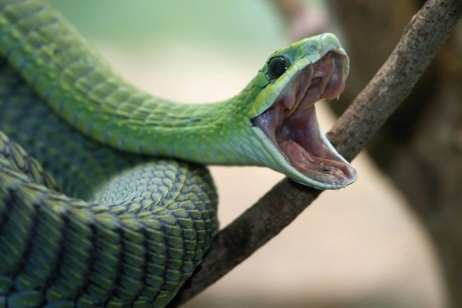 Text snake. Text snake