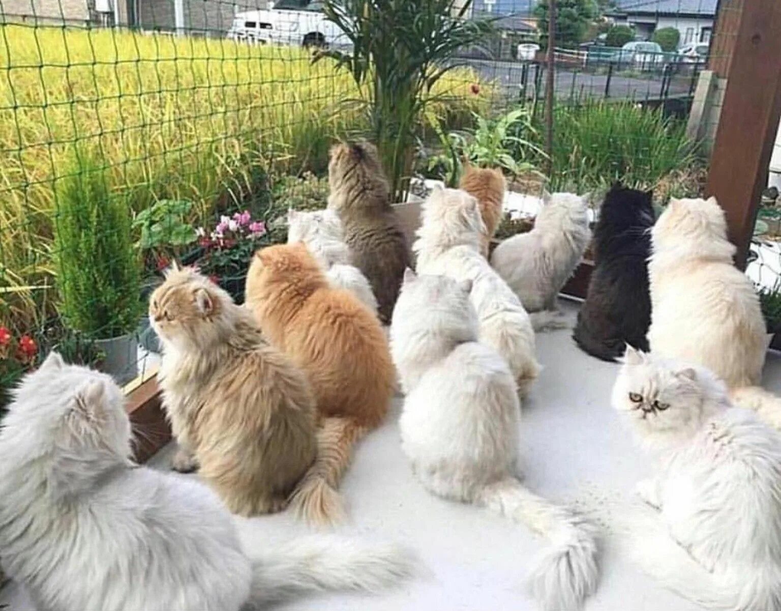 Играть много кошек. Тасиро остров кошек. Много кошек. Много котиков. Несколько кошек.