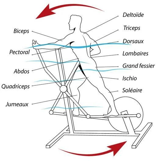 Эллиптический тренажер группы мышц. Какие мышцы задействованы при занятии на эллиптическом тренажере. Эллиптический тренажер группы мышц тренирует. Какие мышцы тренируются на эллипсоидном тренажере. Эллиптический тренажер gold'sgym 380.