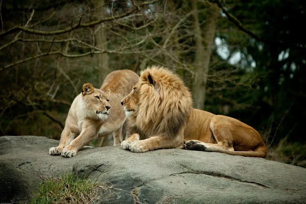 Loving lions