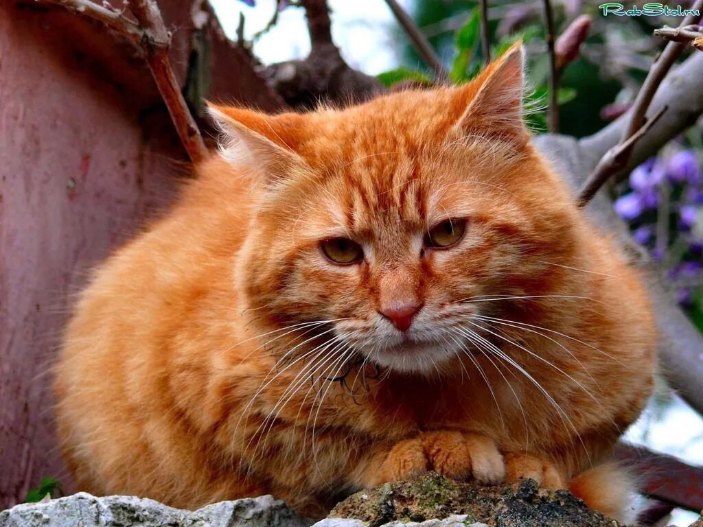 Покажите видео рыжий. Сибирская кошка рыжая короткошерстная. Шотландская Лесная кошка рыжая. Рыжий дворовый кот. Дворовые рыжие коты.