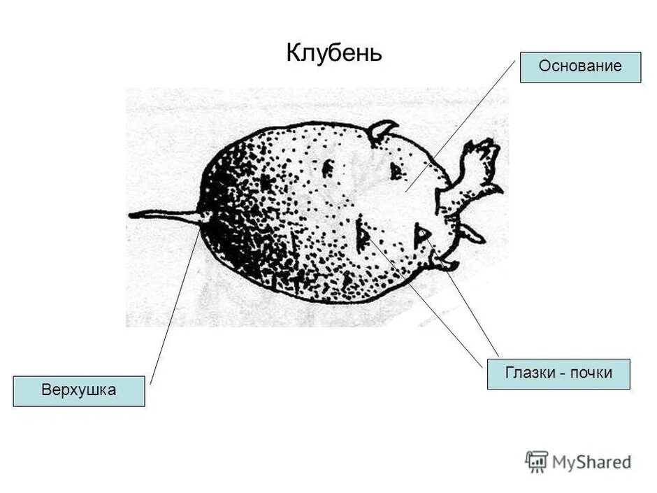 Внешнее строение клубня картофеля. Строение клубня картошки. строение клубня картофеля основание. строение клубня картофеля рисунок.