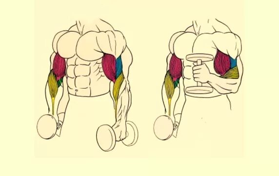 Молот брахиалис. Упражнения на брахиалис. Брахиалис упражнения с гантелей. Молотки на бицепс.