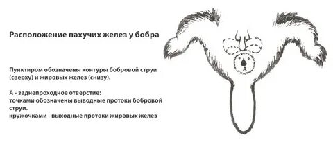Секрет пахучих желез