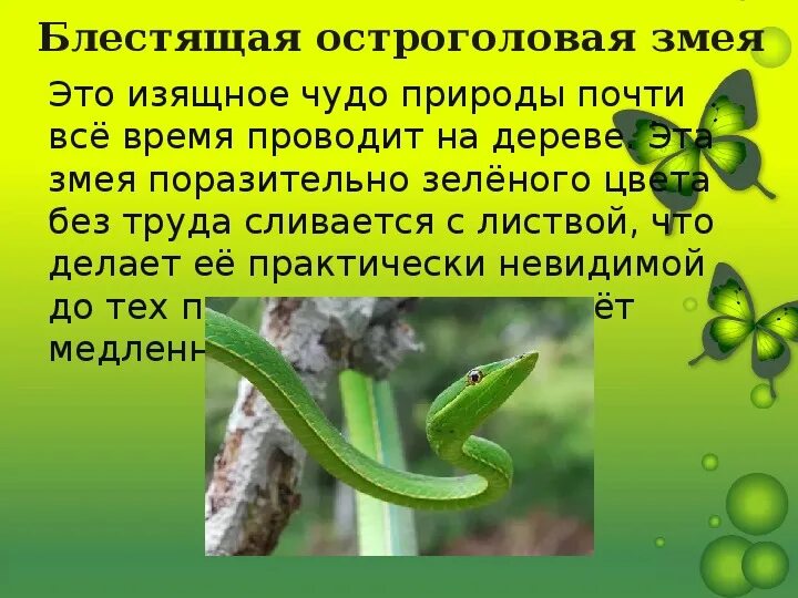 Защитная окраска животных окружающий мир. Защитная окраска животных окружающий мир