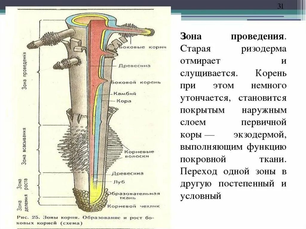 Внутренняя часть корня