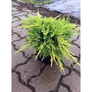 Олд голд отзывы