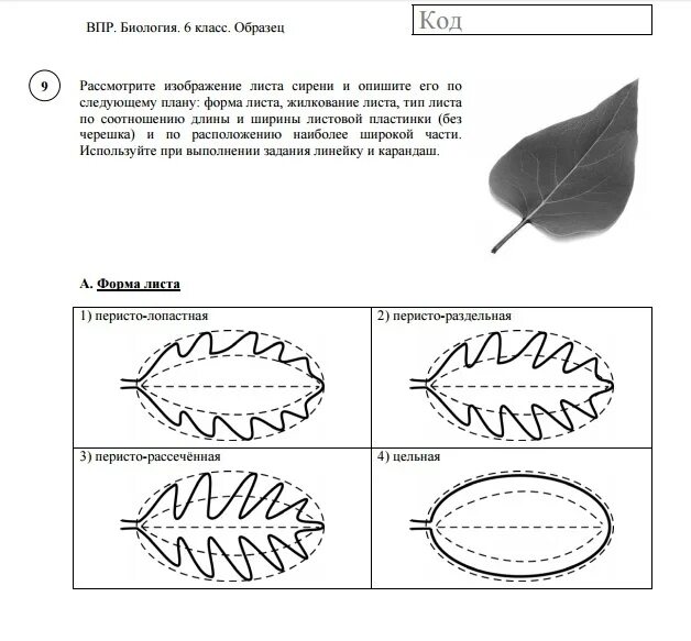 Впр по биологии 6 класс 2020. Форма листа сирени. Лист сирени форма листа. Типы расположения листья сирени. Тип жилкования листа сирени.