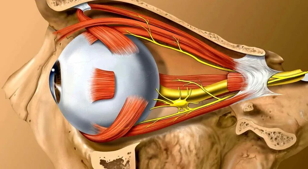 В мозг через глаза. Зрительный нерв нерв анатомия. Ретробульбарный неврит. Зрительный нерв Неттер. Ретробульбарный неврит зрительного нерва.