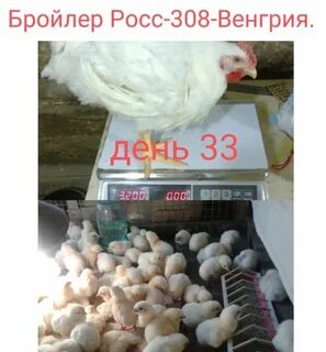 Бройлер венгрия