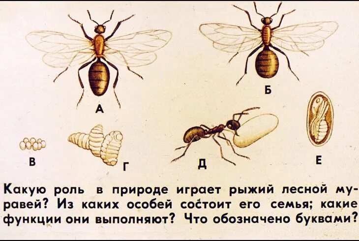 Какое развитие у муравья. Строение рыжего лесного муравья. Внешнее строение рыжего лесного муравья. Рыжий Лесной муравей Тип развития. Рыжий Лесной муравей описание.