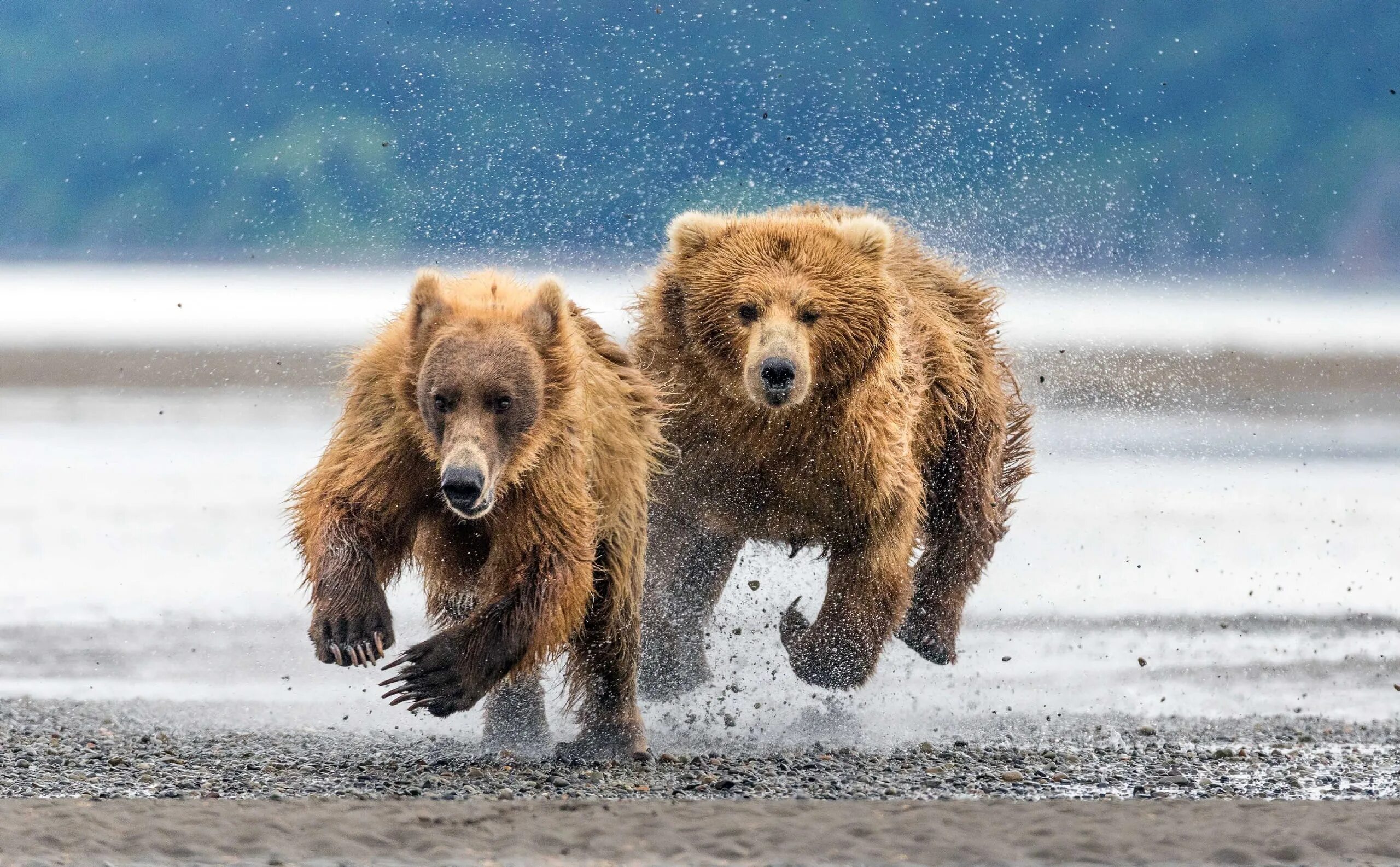 Скорость человека при беге от медведя. Медведь. Медведь бежит. Медведица с медвежатами. Медведь бегает.