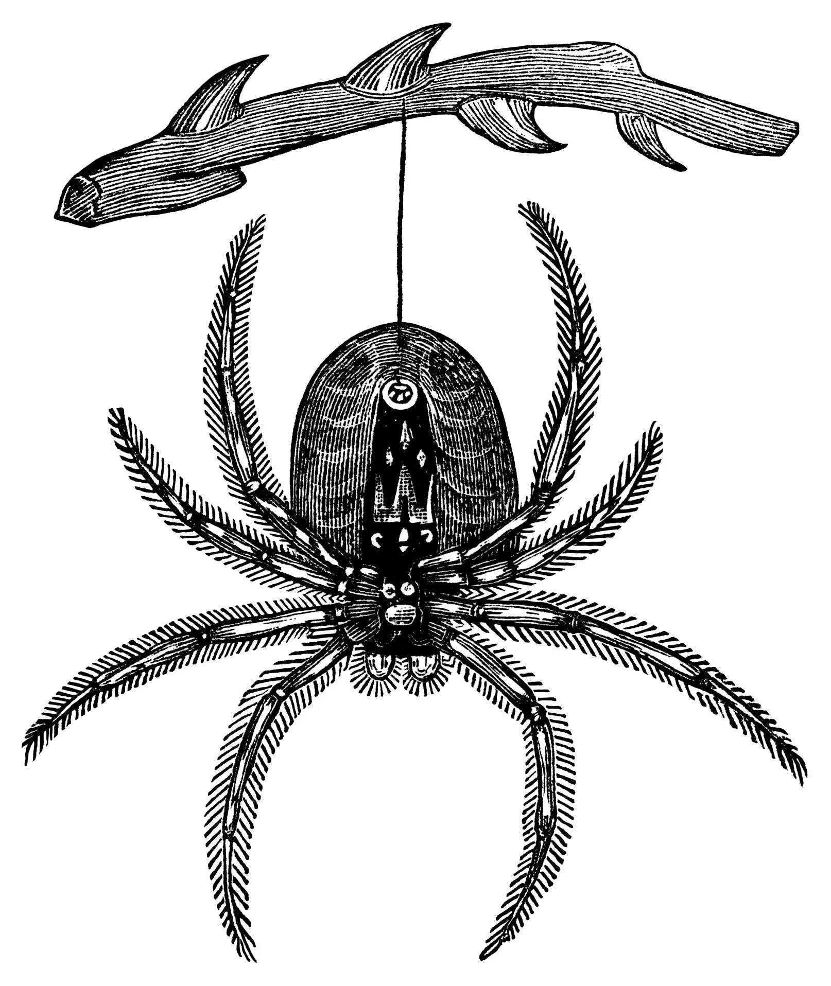 График spider. Насекомые гравюра. паук в графике. паучок графика. насекомые в графике паук.