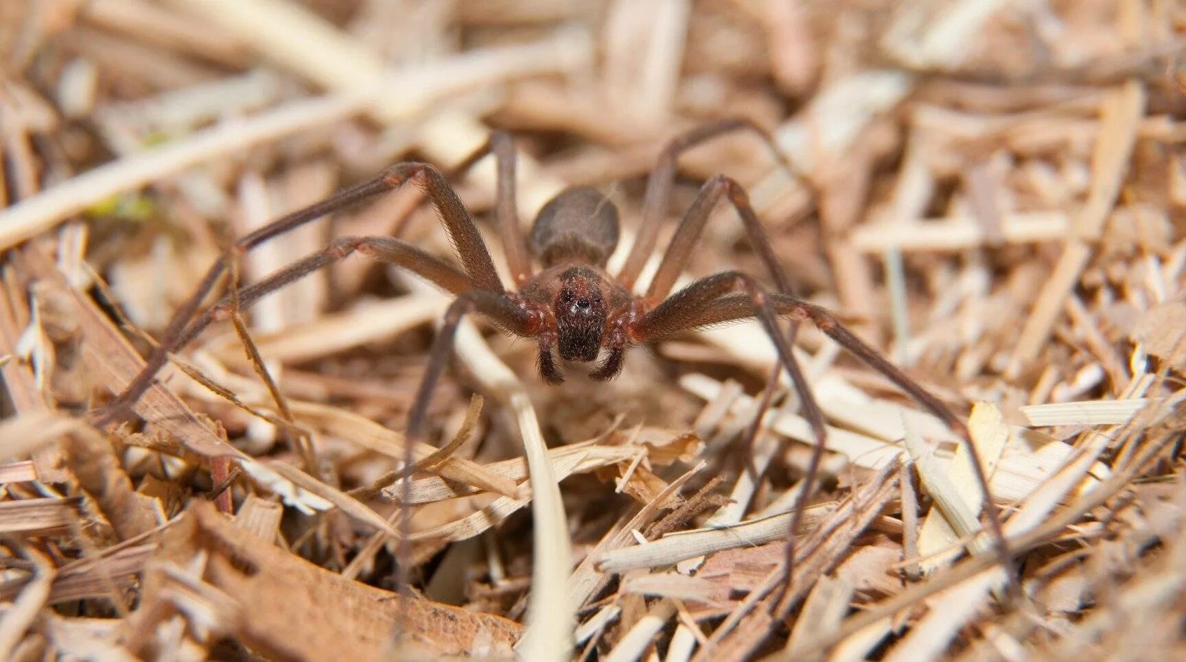 Странствующий паук голиаф. Австралийский воронковый паук. Желтый паук сак cheiracanthium. Красноспинный паук. Бразильский странствующий паук.