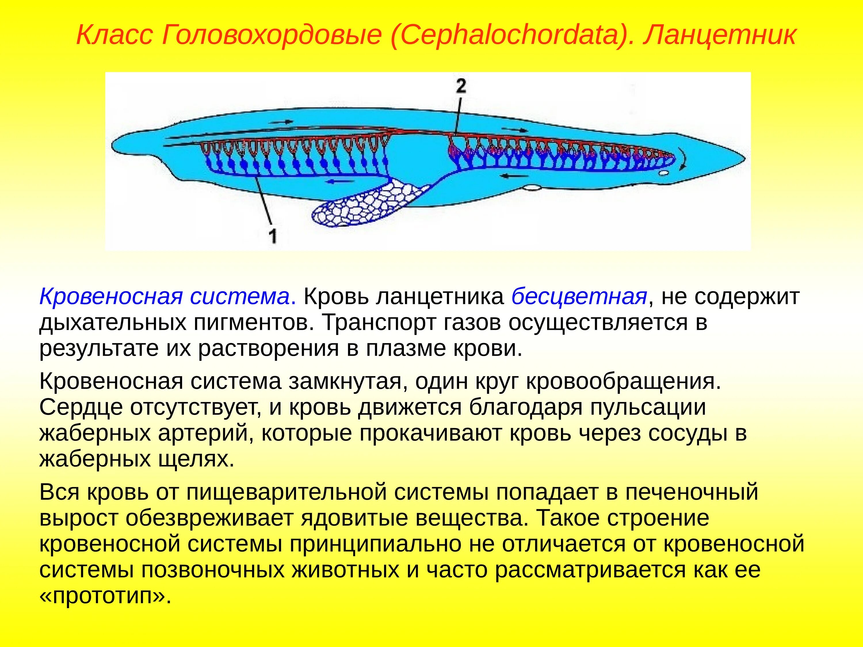 Отделы позвоночника хордовых. Подтип Головохордовые ланцетник. Тип Бесчерепные класс Ланцетники. Хордовые Бесчерепные рыбы. Подтип Бесчерепные строение.