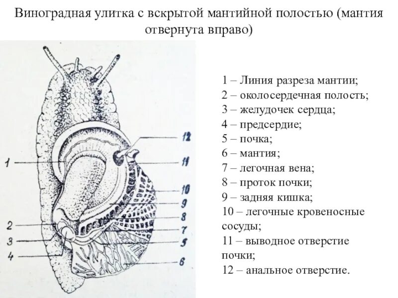 Виноградная улитка орган. Половая система виноградной улитки. Вскрытая мантийная полость виноградной улитки. Вскрытие виноградной улитки. Внешнее и внутреннее строение виноградной улитки.