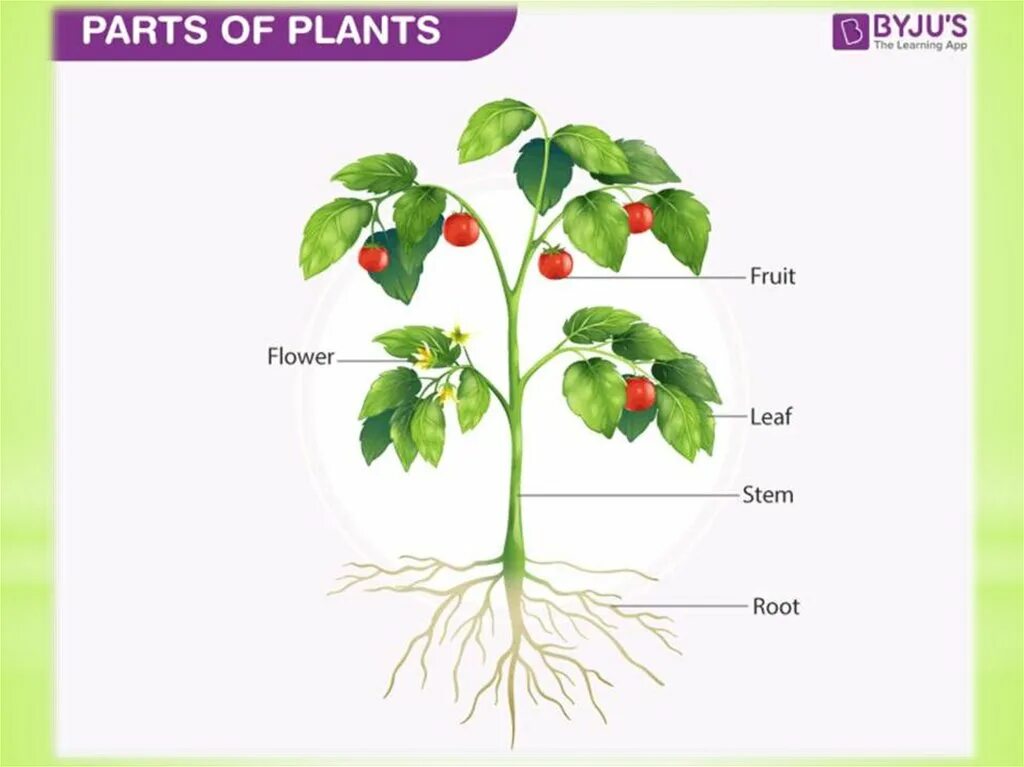 How many plants. Части растения. Части растения комнатного цветка. Картинка части растения для дошкольников. Зеленая часть растения.