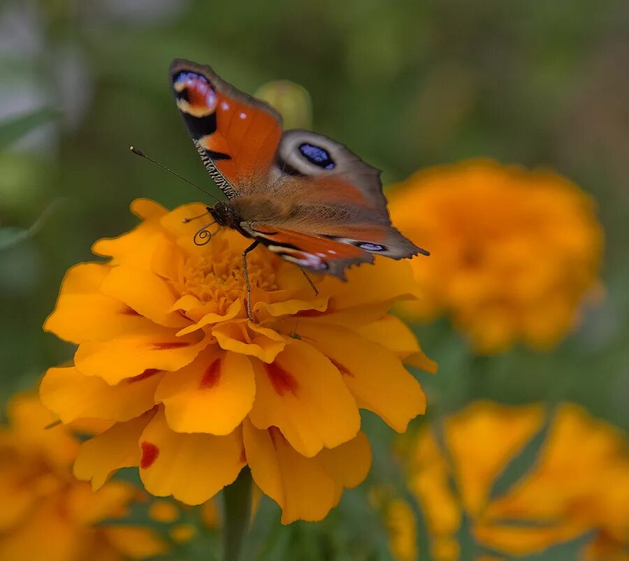 гиф бабье лето. сергей майоров бабье лето. бабье лето. фотопроект бабье лето. степанченко бабье лето.