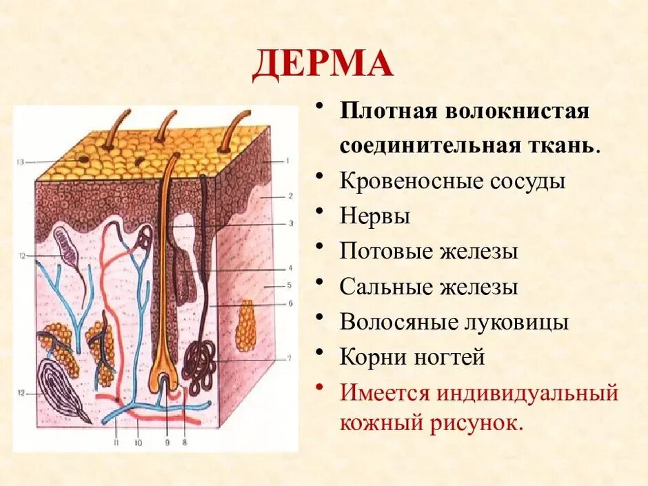 Где жил кожа. Кожа человека дерма сальная железа эпидермис. Строение кожи надкожица дерма. Дерма собственно кожа строение и функции. Эпидермис 2) дерма 3) гиподерма.