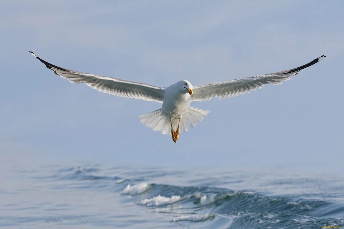 Орел над морем. Дельтапланеризм (hang gliding). Птицы над морем. Полет птиц над морем. Небо море птицы.