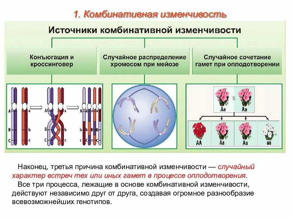 Признаки обусловленные генотипом. Комбинативная изменчивость причины это в биологии. Механизмы комбинативной изменчивости таблица. Комбинативная изменчивость это в биологии 9 класс. Комбинативная мутационная изменчивость ЕГЭ биология.