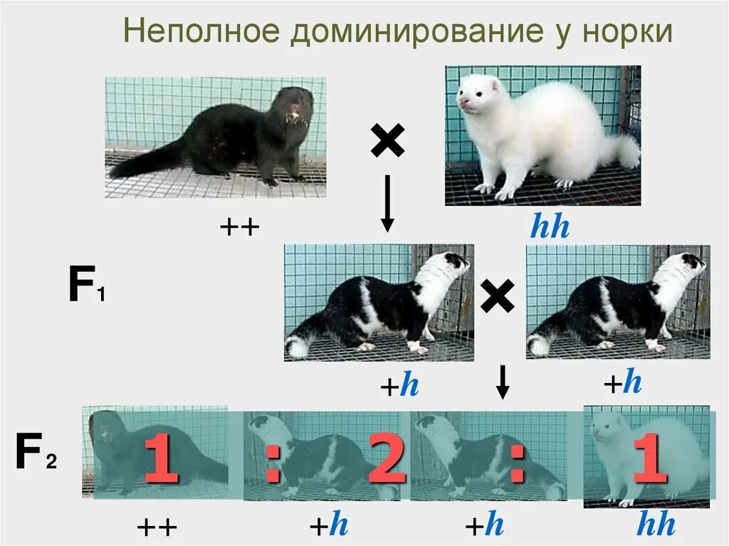 Неполное доминирование признаков у человека. Промежуточный признак неполное доминирование. неполное доминирование примеры. неполное доминирование примеры у человека. не под ное доминирование.