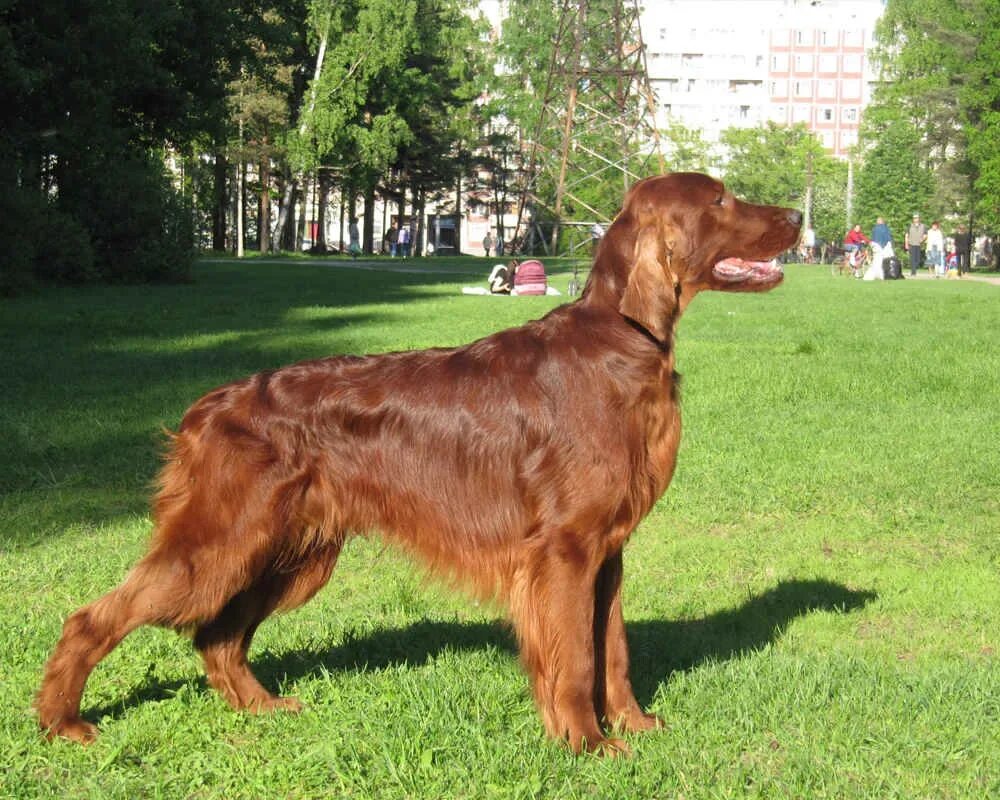 Irish red. Ирландский сеттер. Красный сеттер. Порода ирландский сеттер. Ирландский красный сеттер щенки.