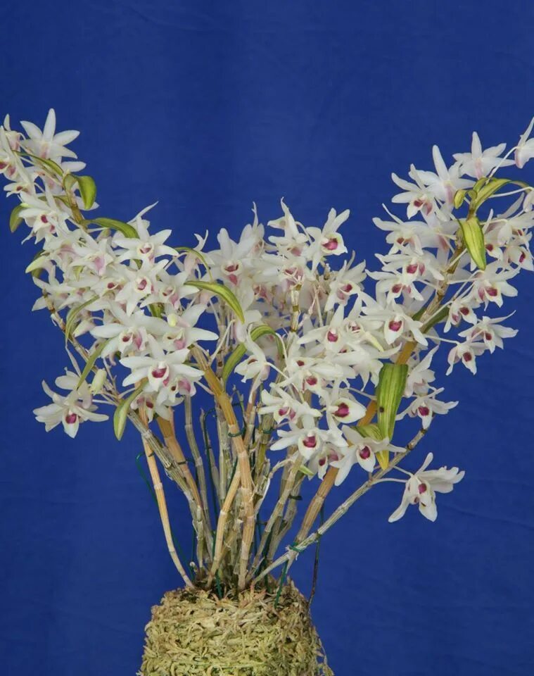 Дендробиум монилиформе. Дендробиум hwangseol. орхидея dendrobium moniliforme. дендробиум монилиформе санкано.