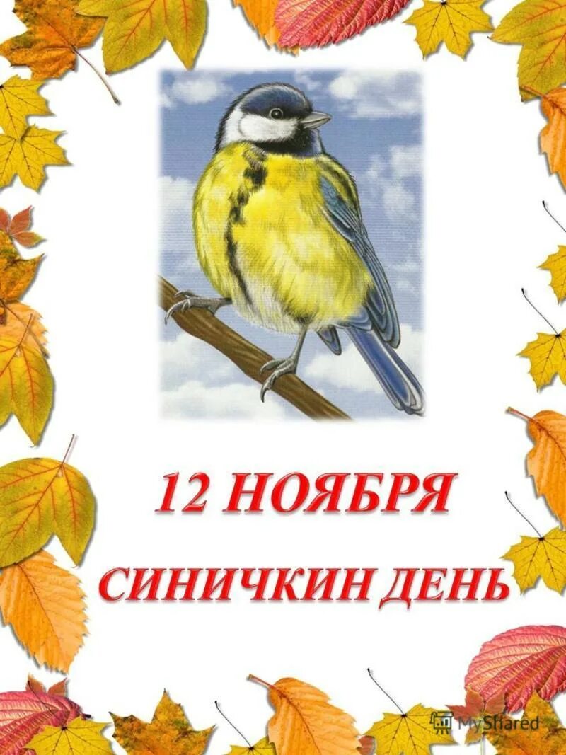 Краткосрочный проект синичкин день в старшей группе Краткосрочный проект для старшего дошкольного возраста "Синичкин день"